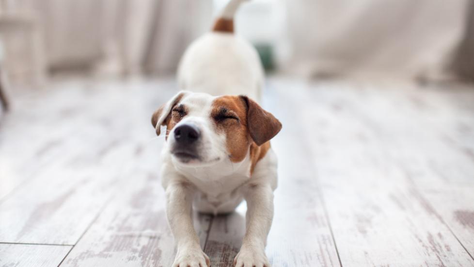 Stretching is a behavior dogs typically display when they feel comfortable and relaxed.
