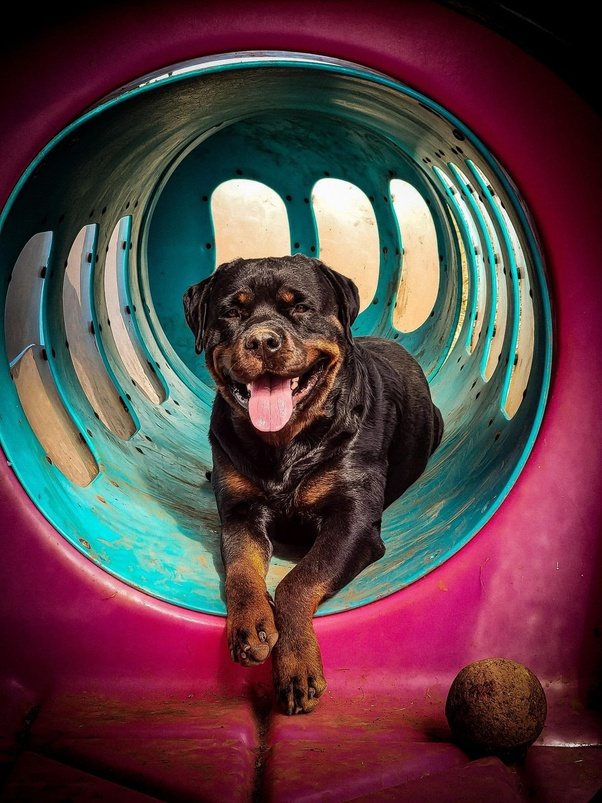 A dog owner shares their views based on experience.