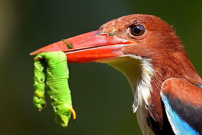 “White-Throated Kingfisher”