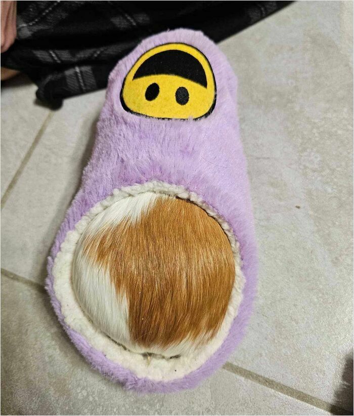 "My Guinea Pig Fits Perfectly in My Slipper"