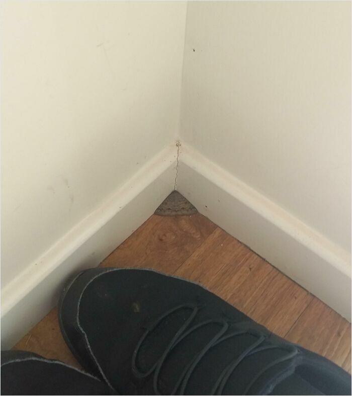 "This Moth That Fits Perfectly into the Corner of the Wall"