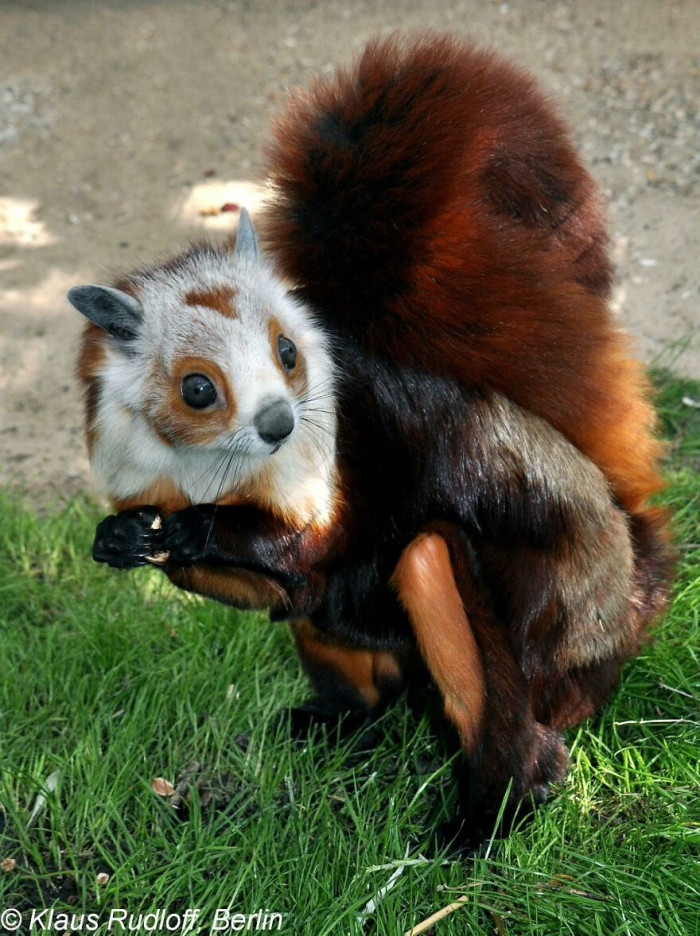 The Rarely-Seen Giant Flying Squirrel (Petaurista Petaurista)
