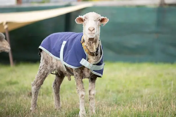 Baarack has settled in nicely at Edgar’s Mission, bonding with other rescued sheep.