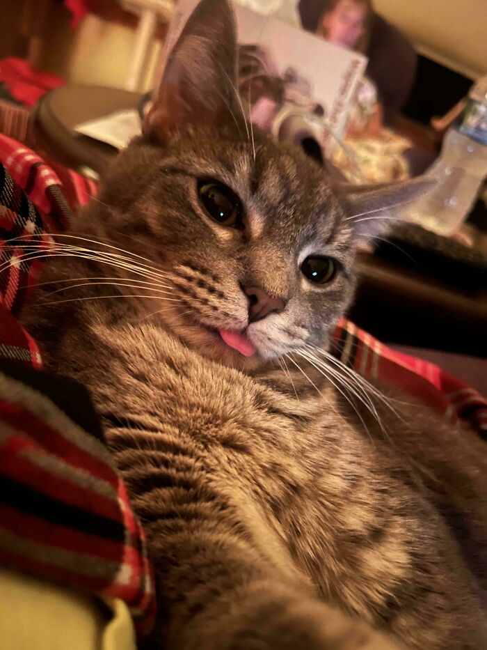 37. Kitten Bleep