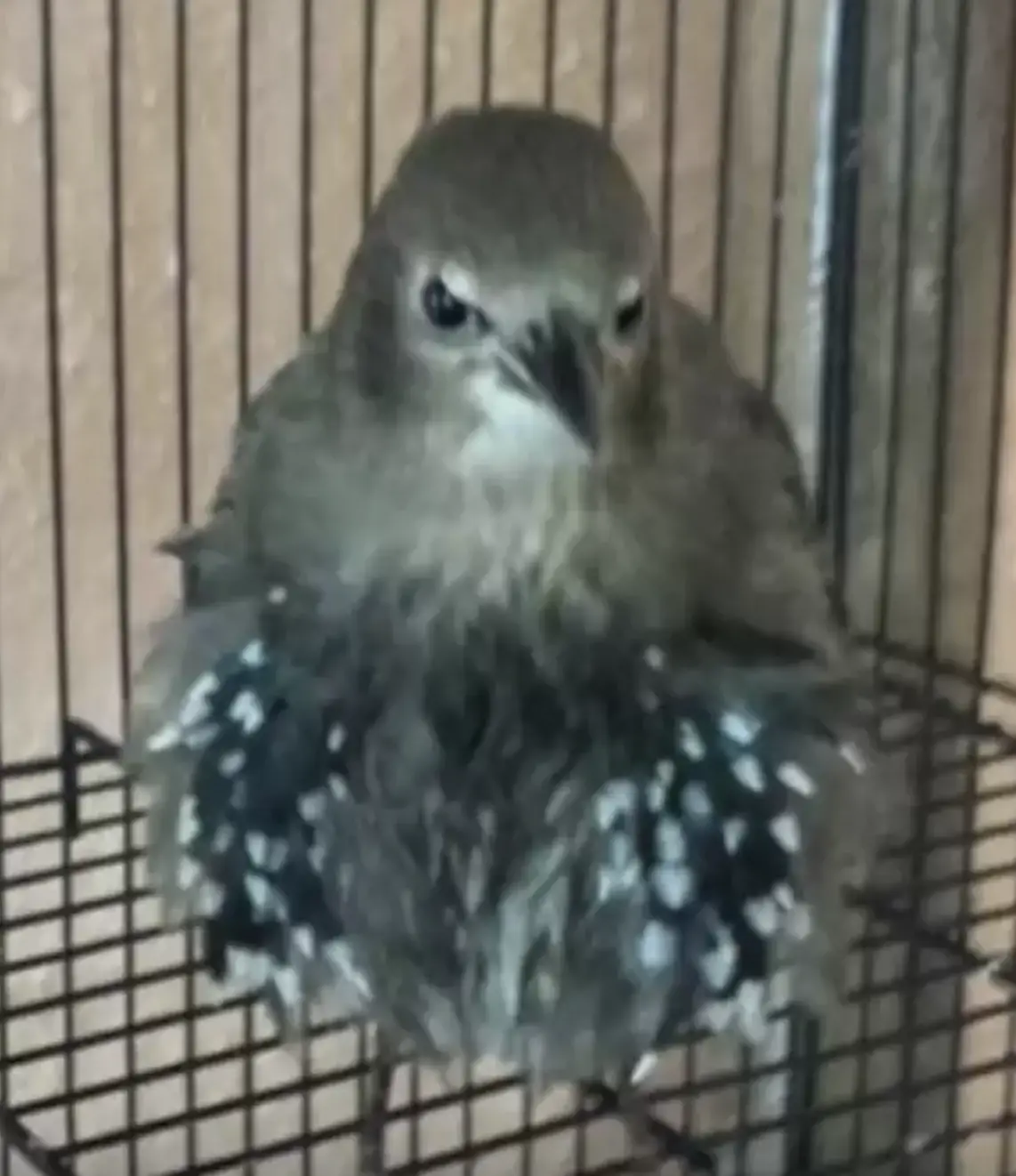 Klinger survived despite the odds.