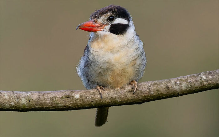 White-Eared Puffbird