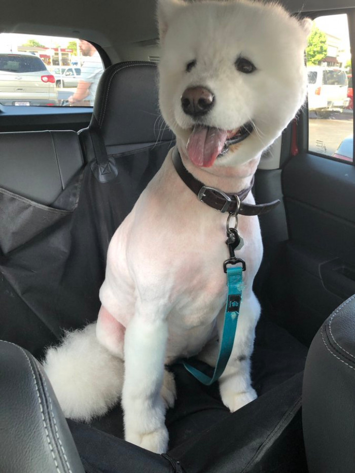 Look at the poor dog.