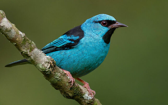 Blue Dacnis