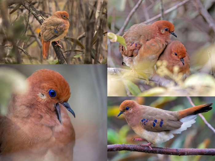 The Blue-Eyed Ground Dove (Columbina Cyanopis) Was Believed To Be Extinct For 75 Years — Until Twelve Were Rediscovered In The Brazilian Cerrado In 2015. Current Population Estimates Range From Over 250 Wild Individuals To As Few As 16