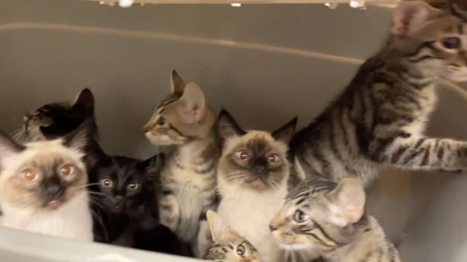 The kittens were old enough to feed on their own