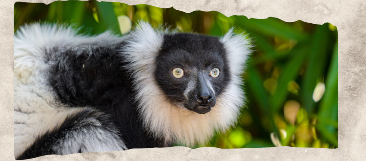 12 Black and White Animals With Nature’s Boldest Contrast