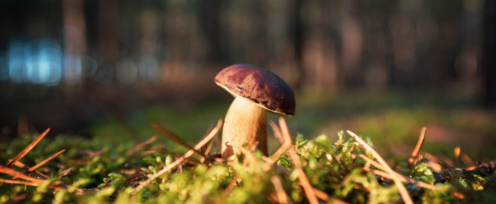 Mushrooms Become a New Festival Essential