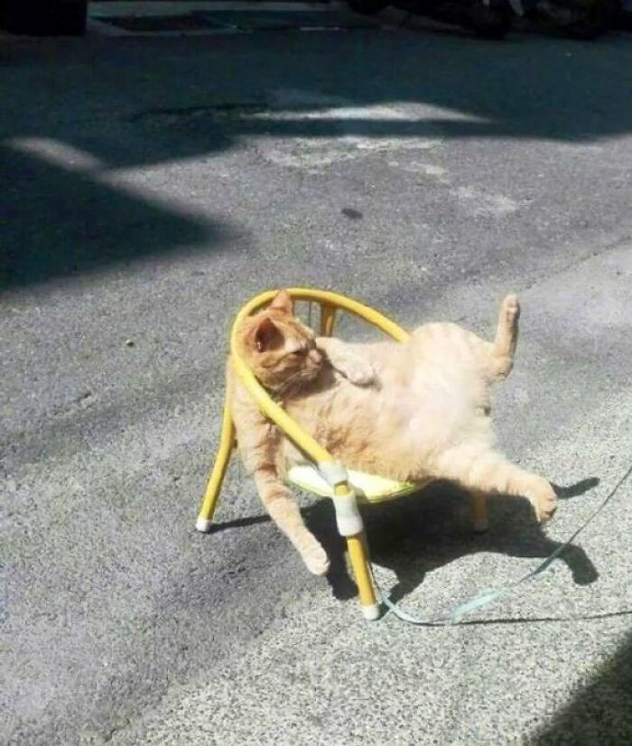 6. It's meant for the cat