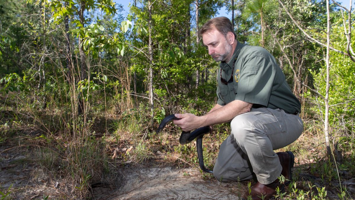 Wildlife officials say the young snake comes from pairs introduced into the Conecuh National Forest.
