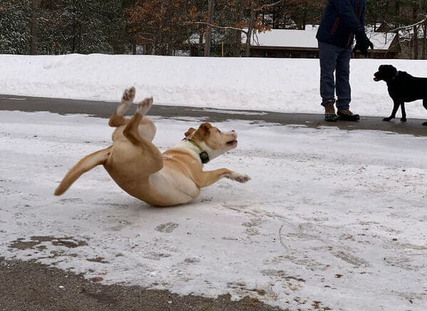 39. “Caught My Puppy Right As He Discovered Why He Shouldn’t Run On Ice To Get To His Best Friend”