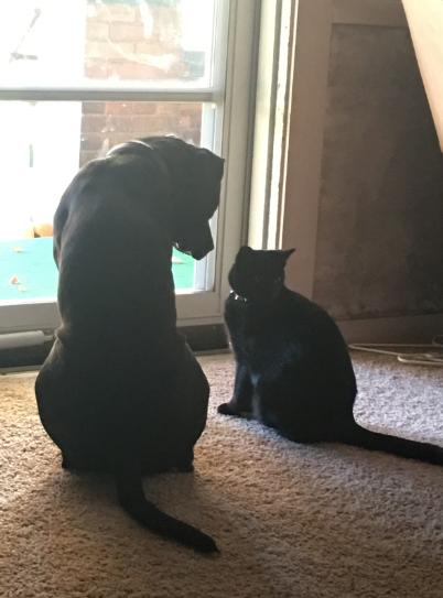 It's hard to answer the question without getting to know the dog. So it's best to be friends with both the pit bull and its owner.