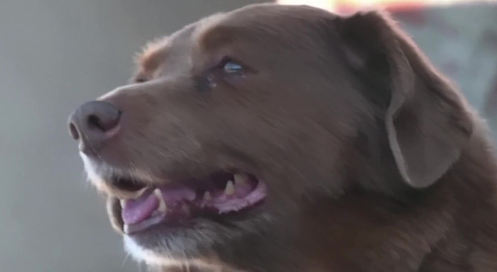 Why Some Dogs Live So Long