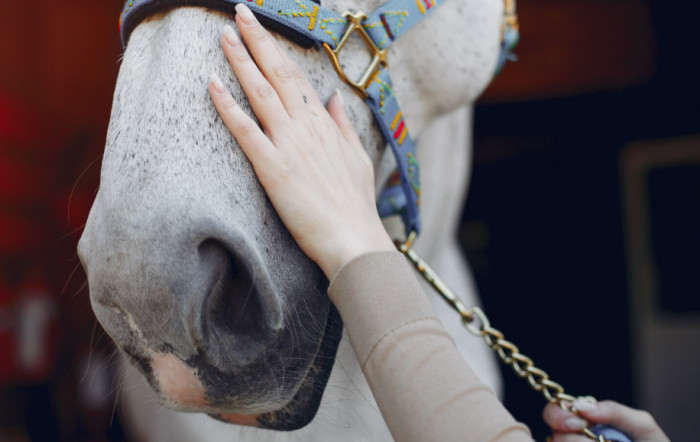 Breeds, Colors, and Unusual Horse Traits