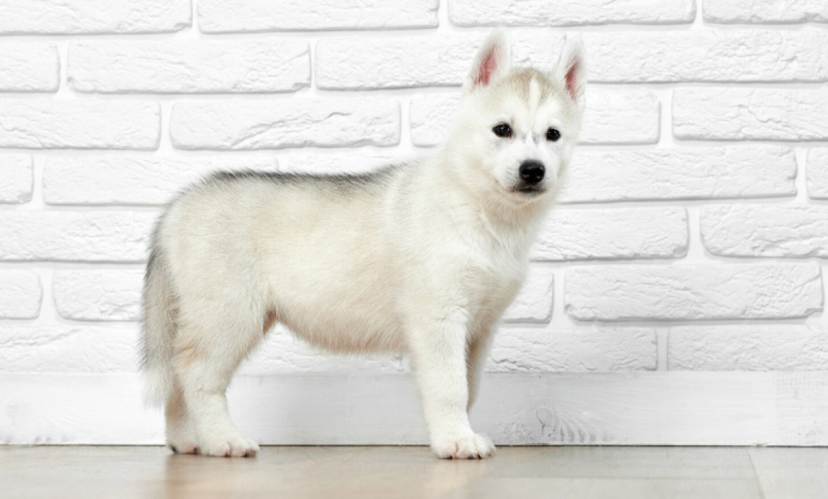 150 White Dog Names for Every Personality