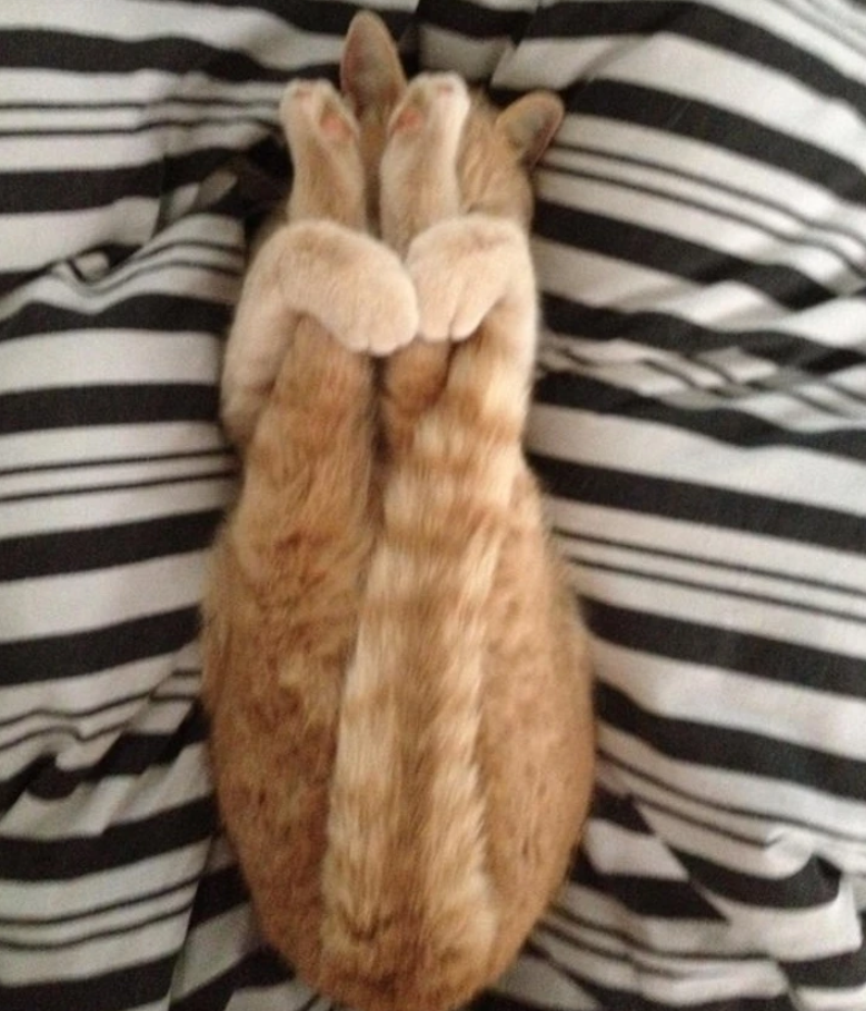 12. "Just my cat, striking a pose in her impromptu yoga session."