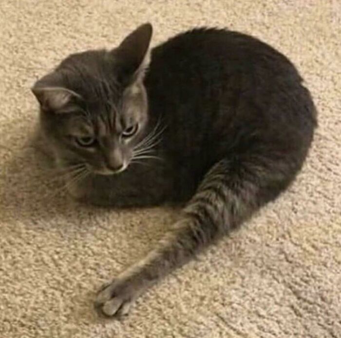 4. Cursed_chickenleg