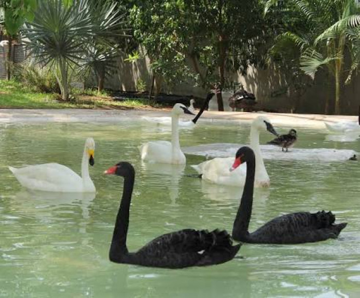 2. Black swan