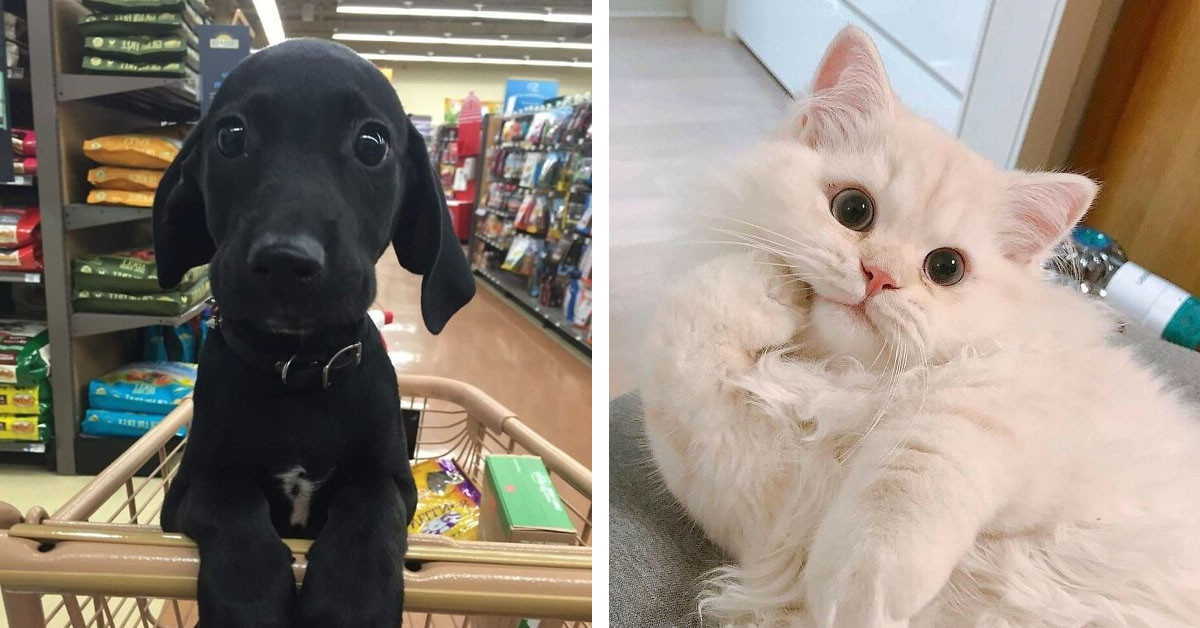 Capturing Moments of Adorable Animals Flashing Their "Disney Eyes"