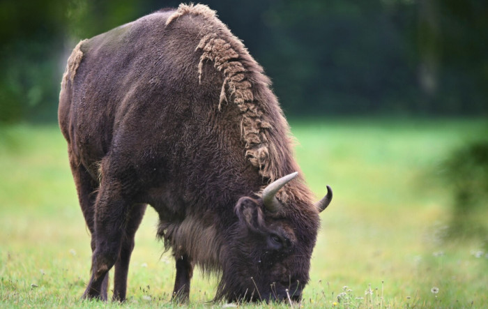 Water Buffalo vs American Bison