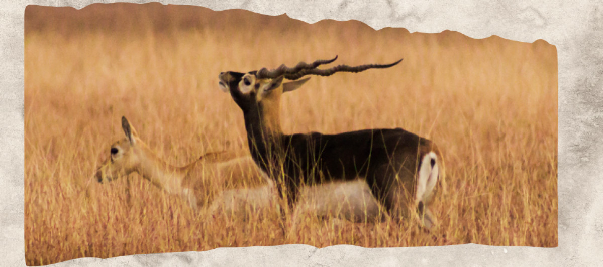 12 Animals With Horns That Turn Their Heads Into Serious Hardware