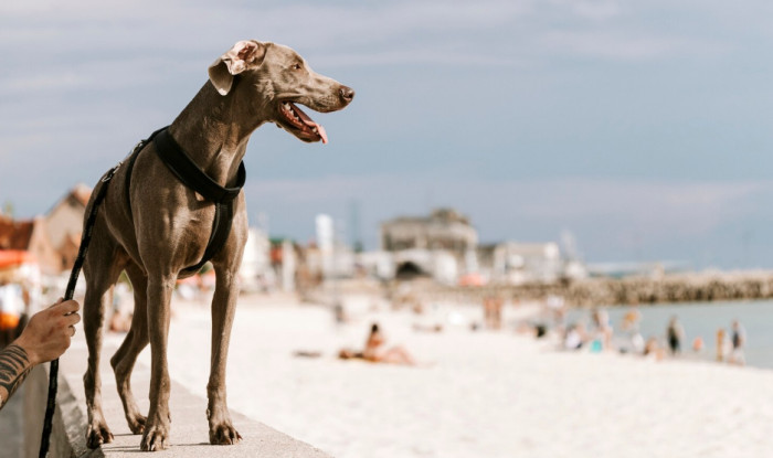 Male Italian Dog Names