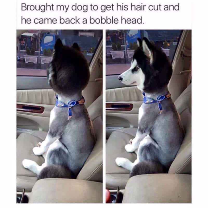 7. Your dog coming back with a bobblehead