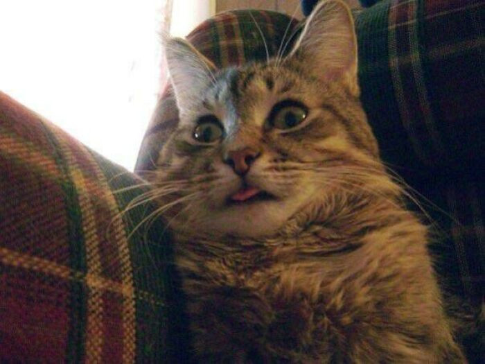 18. In Memoriam Blep. Rip Herman
