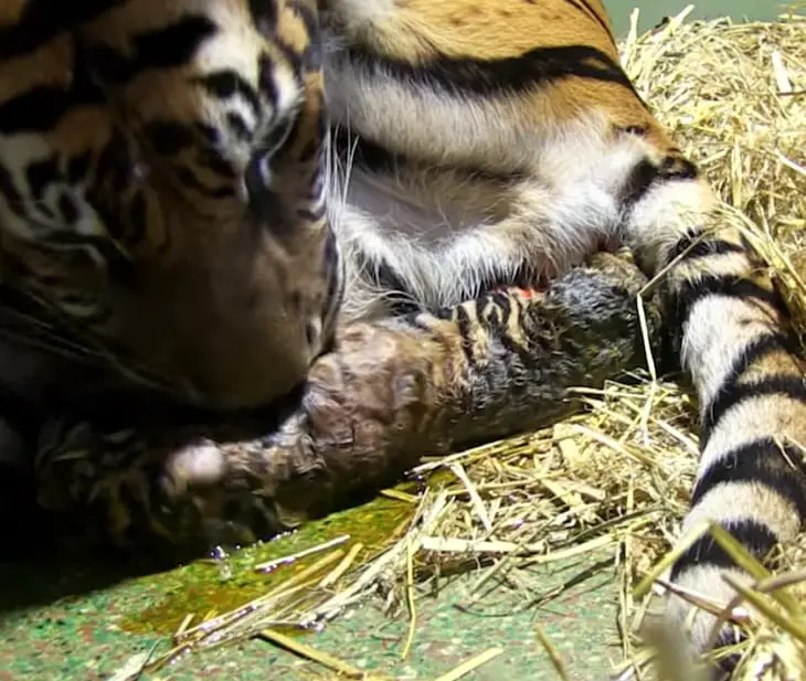 A new mother surprised everyone with her expert care, helping her cubs breathe independently.
