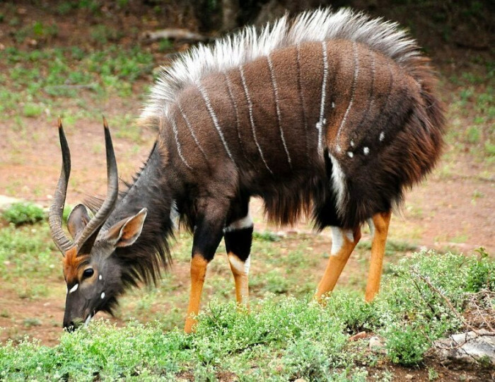 Nyala (Tragelaphus Angasii): Real-Life Forest Spirit?