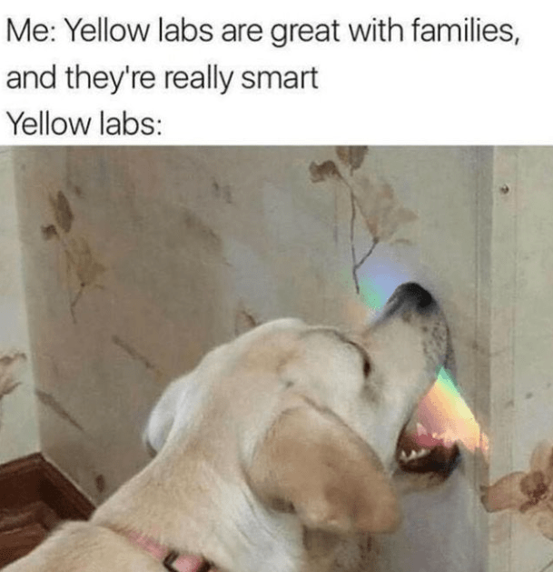 51. He's eaten all the rainbow