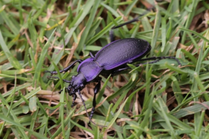 5. Violet ground beetle