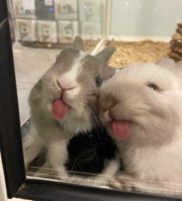 25. Double Rabbit Blep