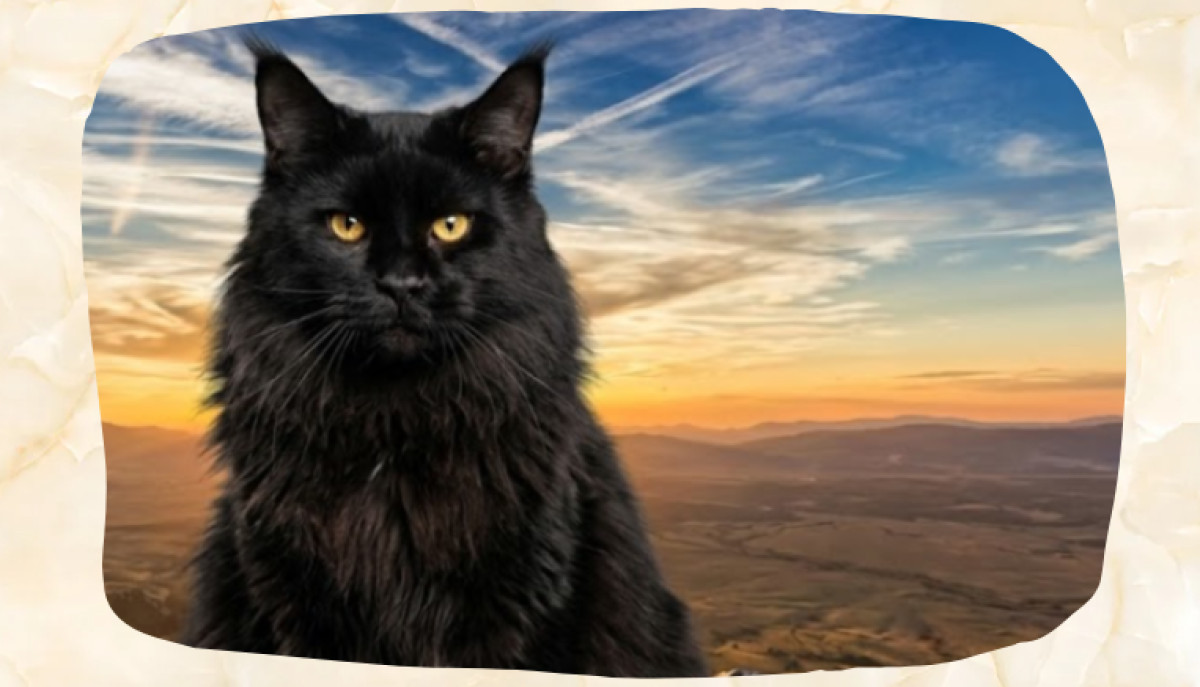 Maine Coon Tabby Mix: What Can They Look Like?