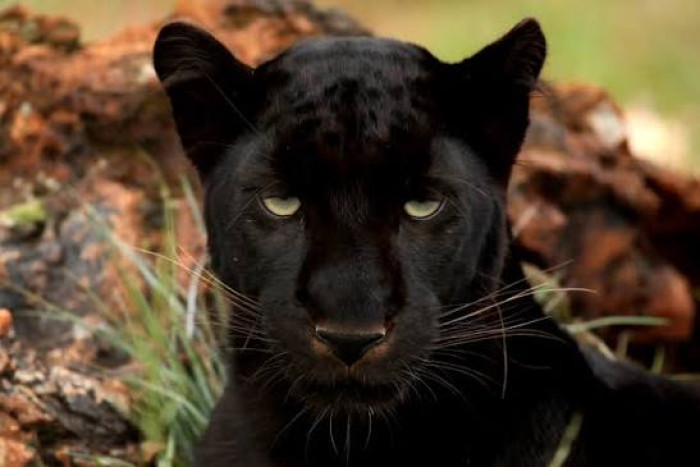 1. Black panther