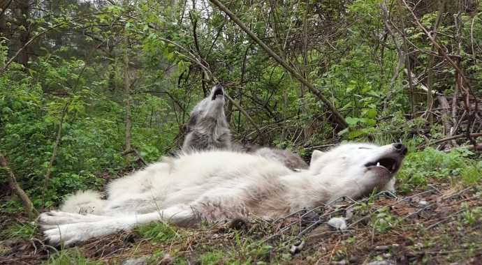 However, they need to be more energized to get up and fully participate.