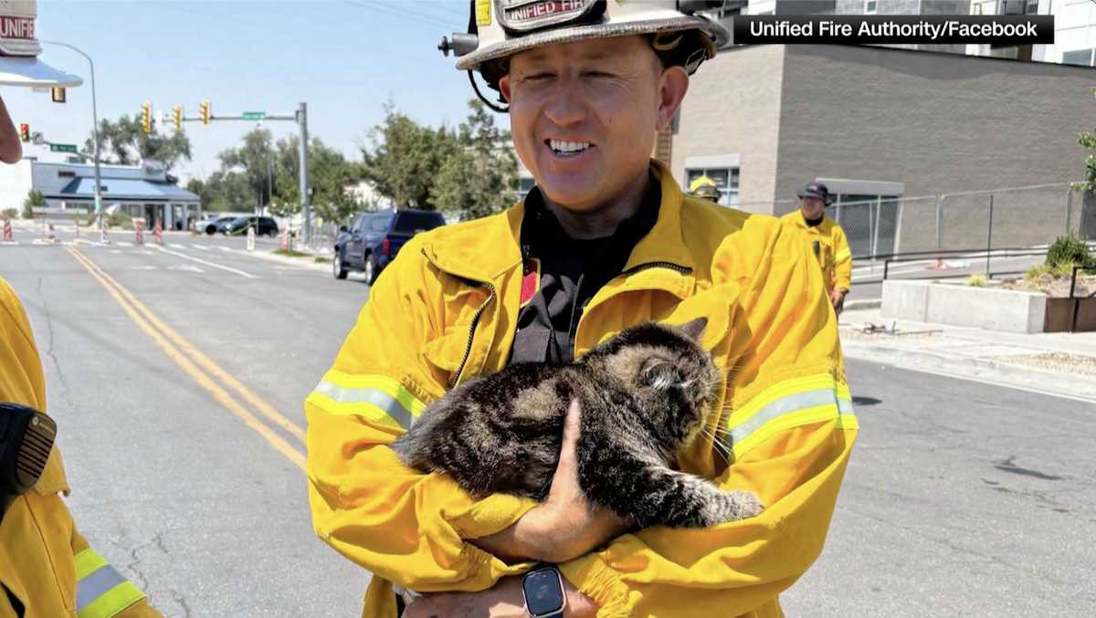 Toast Malone the Cat Survives Apartment Fire and Reunites with Family in Heartwarming Utah Rescue