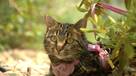 A reminder of how resilient cats can be
