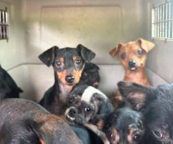 Why the rescue took time and teamwork