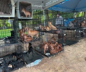 What this rescue also means for the investigation