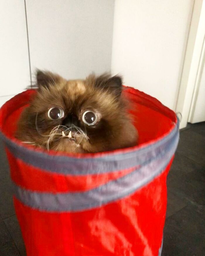 11. "He's here only to spread joy. This is Yohji, my special boy."