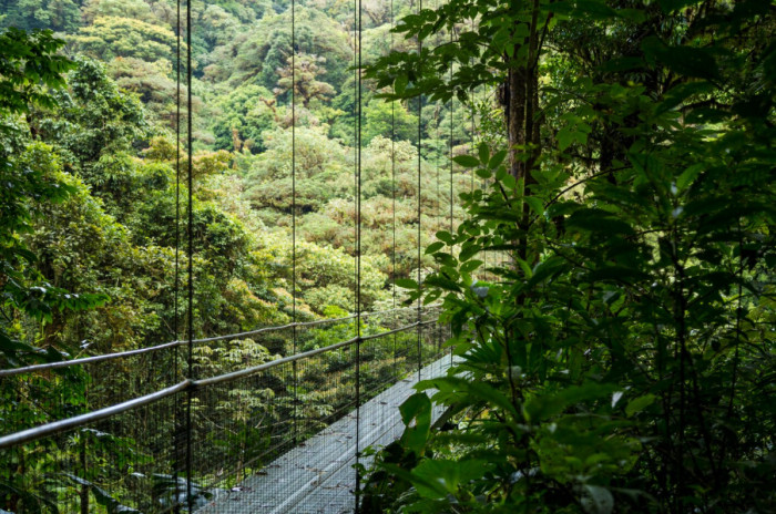 Coffee, Cloud Forests, and the Geisha Bean