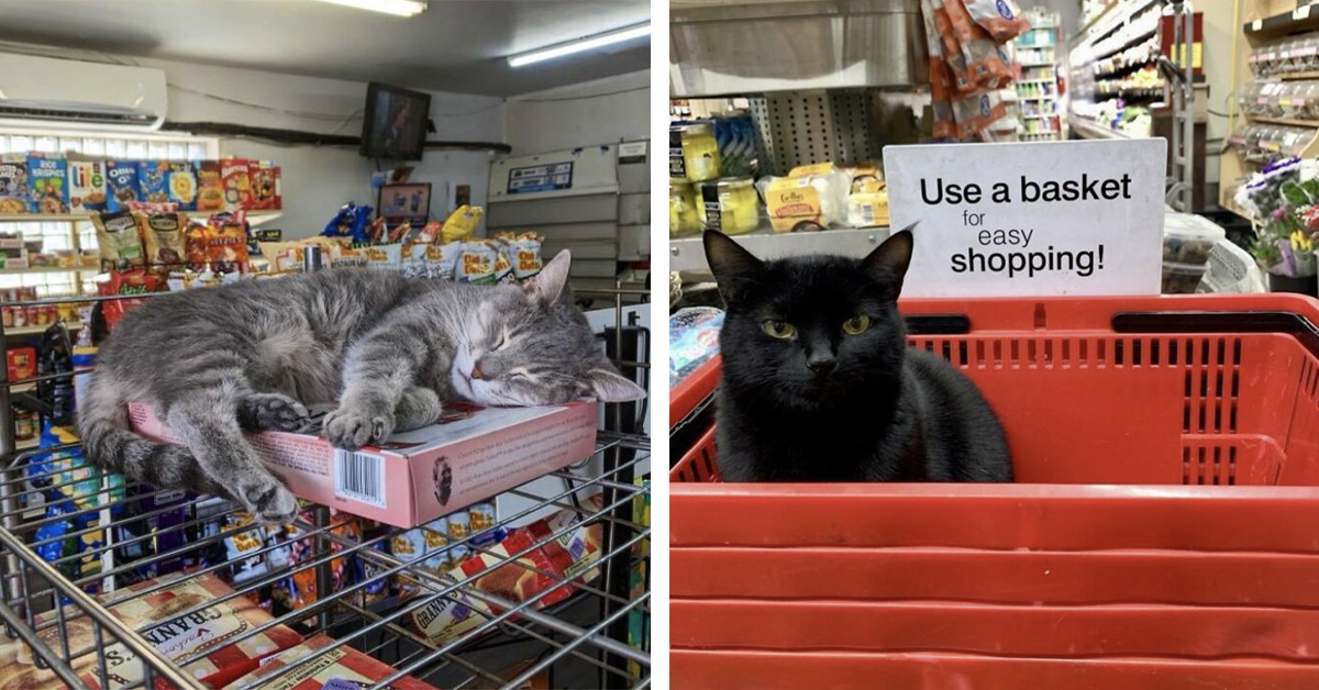 40 Photos Of Incredibly Cute Cats Having The Time Of Their Lives At Random Stores
