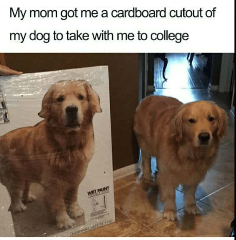 20. A cardboard cutout of your furry one