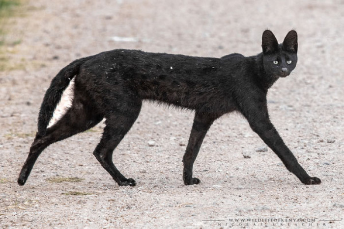 Black servals may carry hidden survival advantages