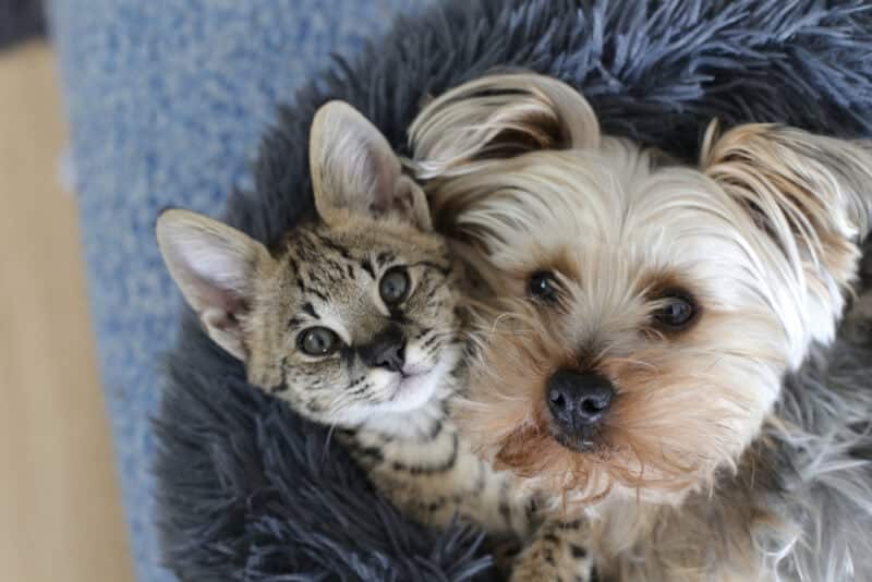 15. "Feline & Canine Companions: An Unlikely Duo's Adventures"